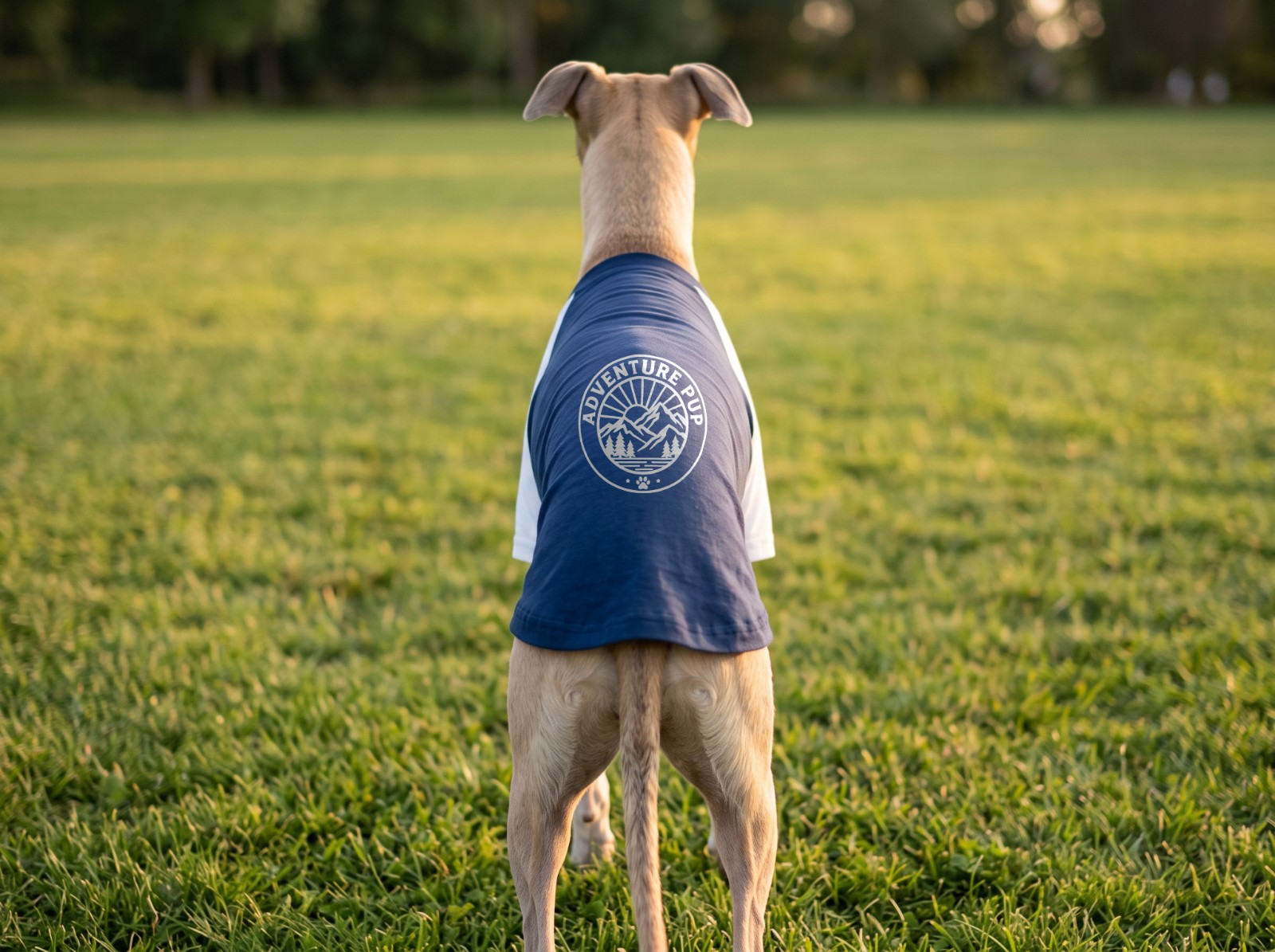 Navy Dog Raglan T-Shirt Mockup on a Whippet in a Park example
